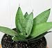 Silver Hahni Snake Plant - Sanseveria - Impossible to kill! - 4" Pot