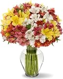100 Blooms of Peruvian Lilies without Vase