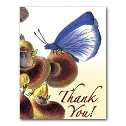 Botanical Butterfly III - Thank You Gift Enclosure Cards (set of 12)