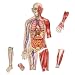 Learning Resources Double-Sided Magnetic Human Body (LER6044)