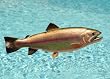 Taxidermy Quality 18" Fiberglass Rainbow Trout Fish Mnt