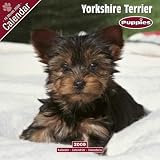 PUPPIES: Yorkshire Terrier 2009 Wall Calendar 12