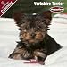 yorkshire terrier - PUPPIES: Yorkshire Terrier 2009 Wall Calendar 12