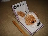 The Dog Shih Tzu Stuffed Animal