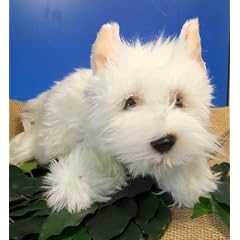 Hund Westi Westhighland Terrier liegend wei� 41 cm