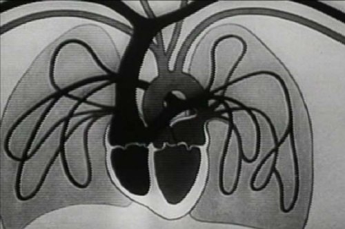 Resuscitation & The History Of The Revival Of Animals: Experiments In The Revival Of Organisms (1940)