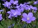 Zarte Blaue Blüten, Linum - 48