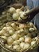 Person Holding Onions, Mount Thompson on Great Exuma, Bahama Islands Photographic Poster Print, 18x24