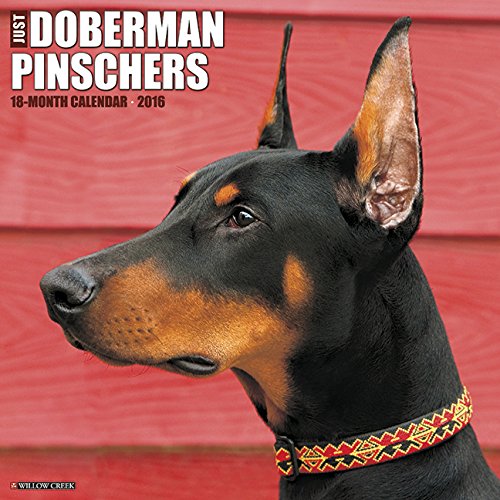 2016 Dobermans Wall Calendar