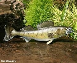 Taxidermy Quality 12" Fiberglass Walleye Wall Mount
