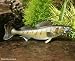 Taxidermy Quality 12" Fiberglass Walleye Wall Mount