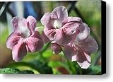 Streptocarpus In The Window Canvas Print / Canvas Art - Artist Terence Davis