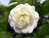 Arabian Jasmine Plant Grand Duke of Tuscany
