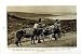 C1920 Shetland Women Ponies Lerwick Perth Farm Scotland