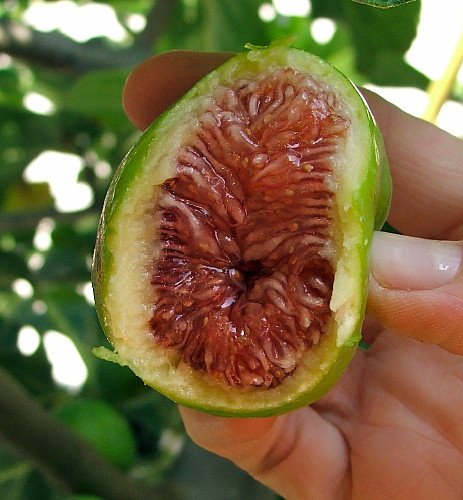Desert King Edible Fig Plant - Ficus carica - Sweet - 4 Desert King Edible Fig Plant - Ficus carica - Sweet - 4