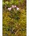 Photographic Prints of Bog rosemary - in flower from Ardea Wildlife Pets