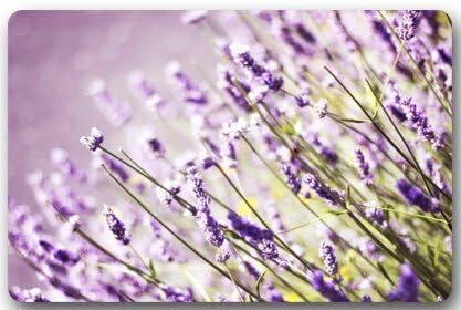 Beautiful Lavender Non-Slip Indoor / Outdoor Door Mat Doormat Home Decor Rectangle - 23.6"(L) x 15.7"(W),3/16" Thickness