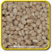 1 Oz Dry Bean Seeds - \'Navy\' Bulk Vegetable Seeds