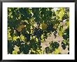 Clusters of Grapes Hanging from Vines in a California Vineyard National Geographic Collection Framed Art Poster Print by Michael S. Lewis, 39x31
