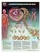 LWW Understanding Dna Anatomical Chart Laminated (In Stock)-9773PL1.5