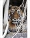 Photographic Prints of Tiger - resting amongst roots of Banyan Tree (Ficus benghalensis) from Ardea Wildlife Pets