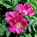 Amazon / Tropical Oasis: RED JAPANESE ROSE / ROSA RUGOSA RUBRA fragant 50 seeds