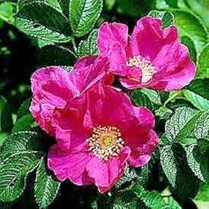 mazon.com: RED JAPANESE ROSE \/ ROSA