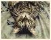 Fiddler's Elbow Peculiar Perspective Cat Blank Box Note Card