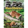 Waschb�ren: Kleine Banditen mit Maske