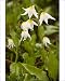 Photographic Prints of White Avalanche Lily from Ardea Wildlife Pets