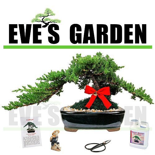 Holiday Special Bonsai