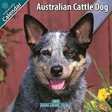 Australian Cattle Dog 2010 Wall Calendar