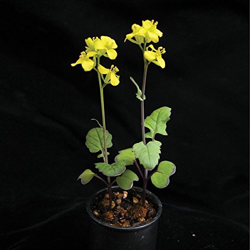 Brassica rapa Wisconsin Fast Plants, Petite Seed, Pack of 200