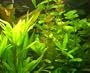 1 Bund Wasserpest, 5-6 Pflanzen,Aquarium, Teich