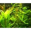 1 Bund Wasserpest, 5-6 Pflanzen,Aquarium, Teich