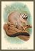Sporting Goods : The Red-Footed Night-Monkey 12x18 Giclee on canvas