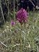 Fragrant Orchid Flower Growing in a Field (Gymnadenia Conopsea) Photographic Poster Print by C. Delu, 12x16