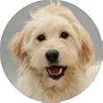 Labradoodle dogs fridge Magnet