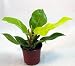 Lemon-Lime Princess Philodendron - Easy to Grow - 4" Pot