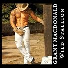 Wild Stallion