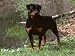 Rottweiler Dog in Woodland, USA Photographic Poster Print by Lynn M. Stone, 12x9