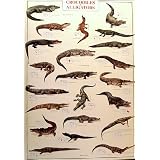 Crocodiles and Alligators Reptiles 27x39 Poster