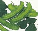 Bean Goa Winged Seeds 5 Grams