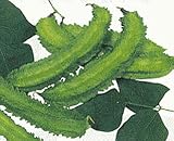 Bean Goa Winged Seeds