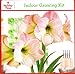 Holiday Time Indoor Growing Kit - Amaryllis 'Apple Blossom'