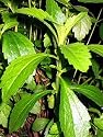 Stevia Rebaudiana Sugar Plant