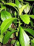 1 Amazing Sugar Plant - No Calories - Stevia - SALE*
