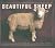 Beautiful Sheep: Portraits of Champion Breeds