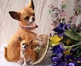 Chihuahua Figurine with Pup