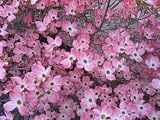 5 Flowering PINK DOGWOOD Cornus TREE Seeds